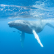 Illustration for article titled Why Whale Songs Are Still One Of Science's Greatest Mysteries